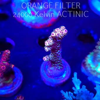 Acropora tenuis RAINBOW (04.10.2025)  6cm