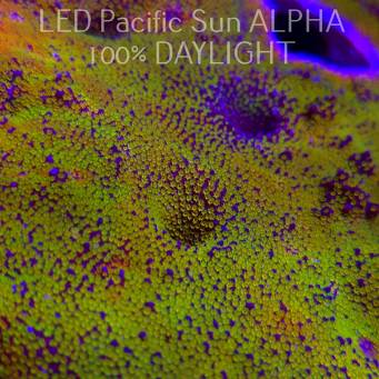 C.D. MONTIPORA DANAE RAINBOW  3-4cm