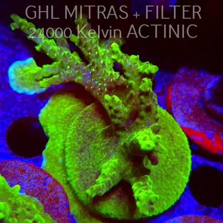 Acropora RR RAINBOW LOOM  (20.02.2025) L4-I-32  10cm