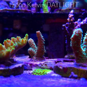 Acropora MILLEPORA LONG POLYP (21.06.2025) L4-I-32  3cm