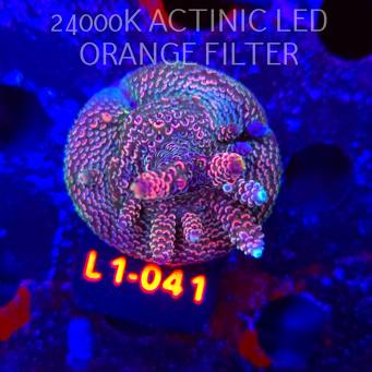 Acropora spathulata PINK PASSION (16.03.2026) L1-041  5cm