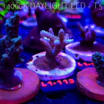 Acropora MILLEPORA (09.10.2025) L1-113  5cm