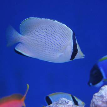 Chaetodon citrinellus rozmiar 10-11cm