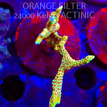 Montipora samarensis BUBBLEGUM (09.05.2025) MM1-I-22  6cm