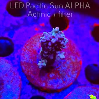 Acropora sp. AUSTRALIA (02.02.2025) L3-I-31  4cm