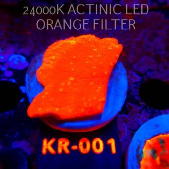Montipora JASON FOX SUNBURST (07.08.2026) KR-001  5cm