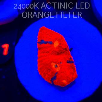  Echinophyllia OG Bugatti Chalice (22.01.2026) L2-112  3cm