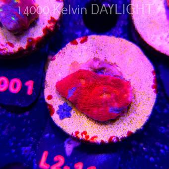  Echinophyllia OG Bugatti Chalice (18.03.2026) L2-112  3cm