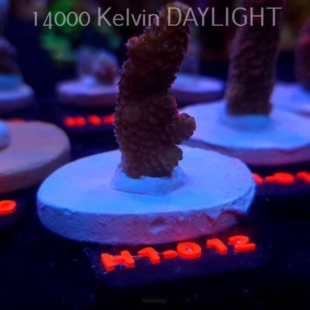 Acropora spathulata CORAL SEA ULTRA RED (16.10.2025) H1-012  4cm