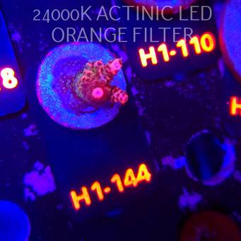 Acropora sp. (04.02.2026) H1-144  4cm