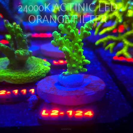 Acropora AUSTERA BANANA (12.11.2025) L2-124  6cm