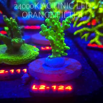 Acropora AUSTERA BANANA (12.11.2025) L2-124  6cm