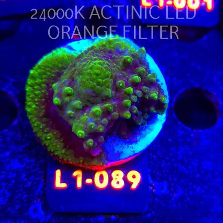 Acropora sp. AUSTRALIA (11.10.2025) L1-089  5cm