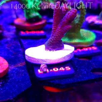 Acropora sp. AUSTRALIA  (16.03.2026) L1-045  5cm