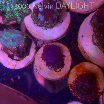 Rhodactis GRAND MASTER BLUE (05.03.2025)  2cm