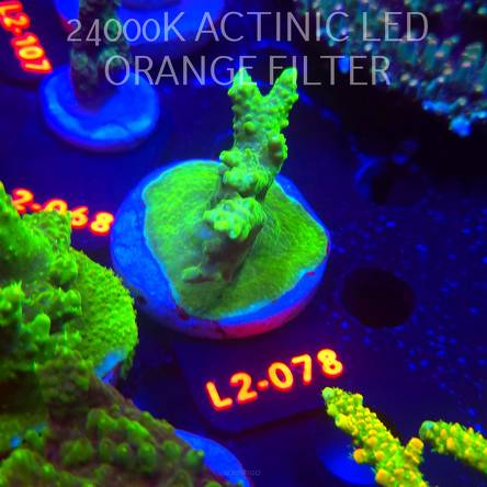Acropora RR RAINBOW LOOM (16.11.2025) L2-078  5cm