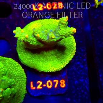 Acropora RR RAINBOW LOOM (18.03.2026) L2-078  5cm