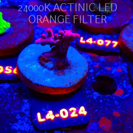 Acropora sp. PREMIUM AUSTRALIA  (07.01.2026) L4-024  3cm