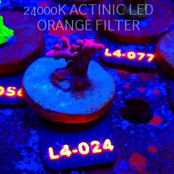 Acropora sp. PREMIUM AUSTRALIA  (07.01.2026) L4-024  3cm