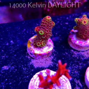 Acropora JMC DJ Signature frag (13.06.2025) H1-I-1  2.5cm