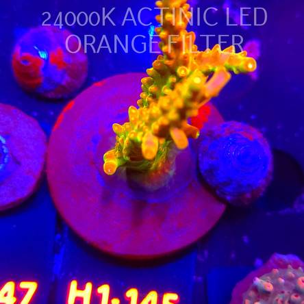 Acropora loripes GOLDEN JAWDROPPER (04.02.2026) H1-145  7cm