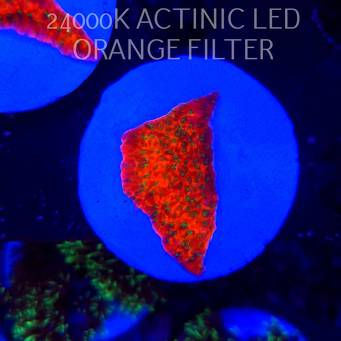 Montipora JASON FOX PHOENIX EVOLUTION (07.12.2025)  4cm