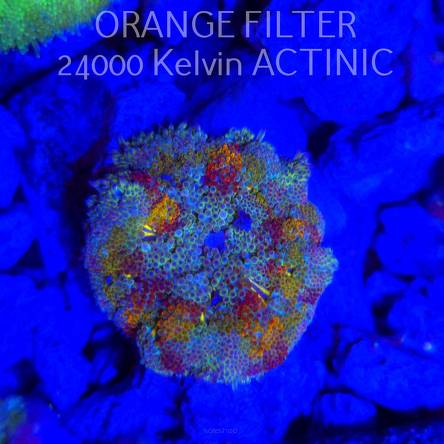 Stichodactyla TAPETUM Mini-Maxi Carpet Anemone RAINBOW (01.06.2025)  4cm