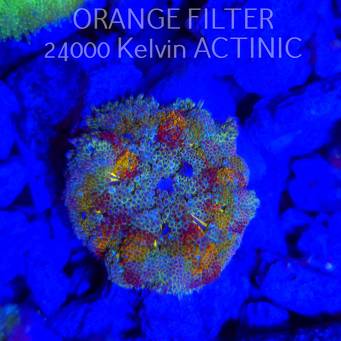 Stichodactyla TAPETUM Mini-Maxi Carpet Anemone RAINBOW (01.06.2025)  4cm