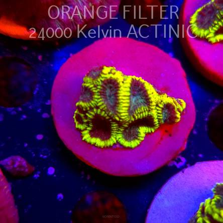 Favia Mystic Grape (18.09.2025)  4cm