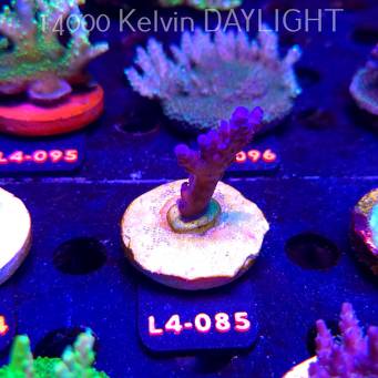 Acropora sp. PREMIUM AUSTRALIA (20.05.2026) L4-085  6cm