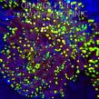 Euphyllia yaeyamaensis YELLOW (02.04.2025)