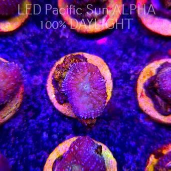 Rhodactis WWC LEMON HAZE (23.01.2025)