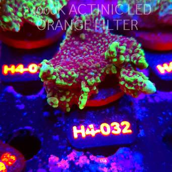 Montipora peltiformis (21.06.2026) H4-032  7cm