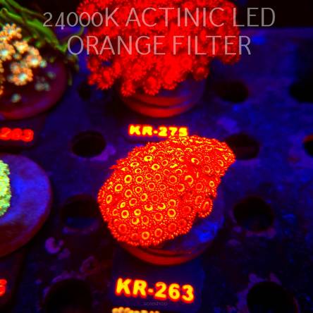 Goniopora ULTRA RED (09.10.2026) KR-263