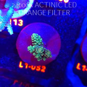 Acropora TG PINK FLOYD ACRO (09.10.2025) L1-052  4cm