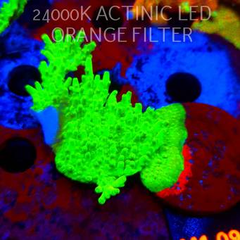 Acropora WWC Castells Banana (12.06.2026) M1-098  10cm