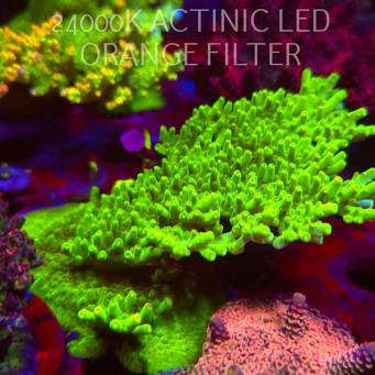 Acropora WWC Castells Banana (06.11.2025) MM1-III-10  11cm