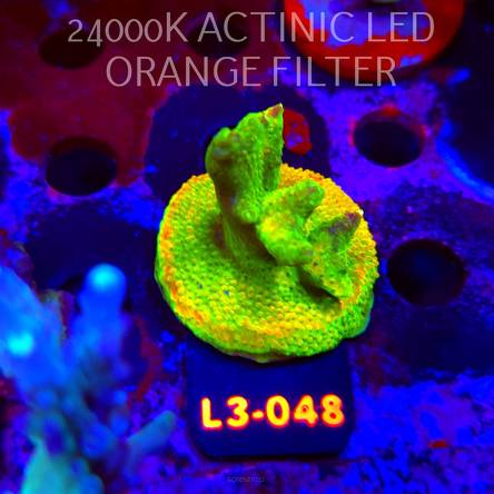 Acropora RR RAINBOW LOOM (05.01.2026) L3-048  5cm