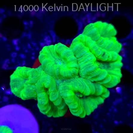 Caulastrea furcata (01.09.2025)  6P