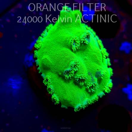 Turbinaria peltata TOXIC GREEN (11.08.2025) MM6-I-17  4cm