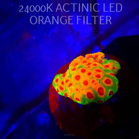 Favites CANDY CORN (04.03.2026)  6x6cm