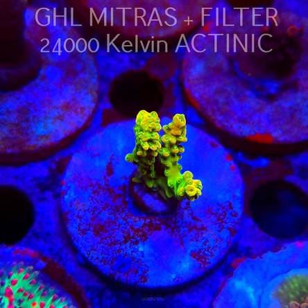 Acropora JMC YELLOW SPECIAL (20.02.2025) L4-II-22  4cm