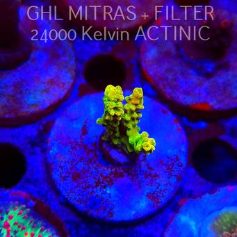 Acropora JMC YELLOW SPECIAL (20.02.2025) L4-II-22  4cm