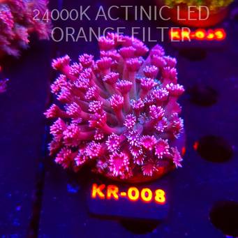 Goniopora stokesi RAINBOW (04.12.2025) KR-008