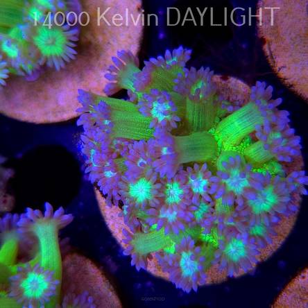 Goniopora JMC TOXIC GLITTER (15.03.2025)  4cm