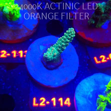 Acropora TG PINK FLOYD ACRO (14.10.2025) L2-114  4cm