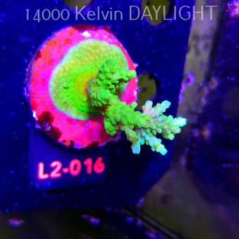Acropora YELLOW PRINCESS (19.03.2026) L2-016  7cm
