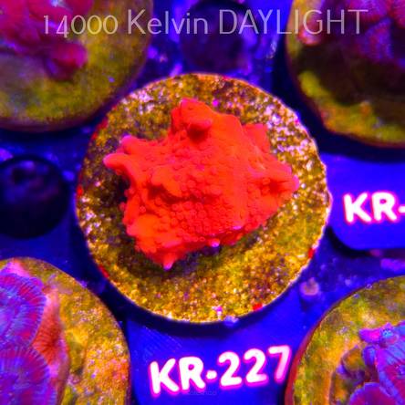 Montipora setosa ORA (12.07.2026) KR-227  3cm