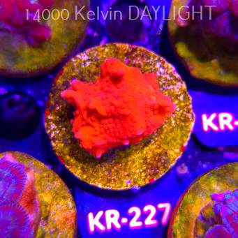 Montipora setosa ORA (12.07.2026) KR-227  3cm