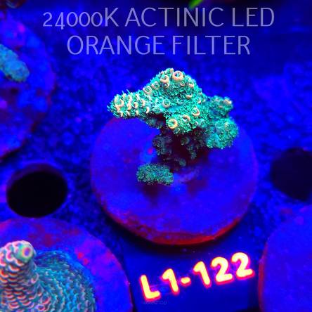 Acropora millepora SUNSET (11.10.2025) L1-122  5cm